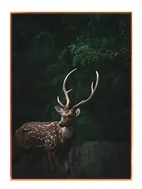 A52