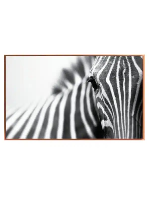 Zebra Profil i Sort-hvid