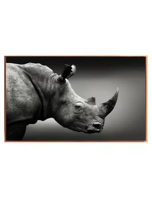 Næsehorn i Sort-hvid Profil