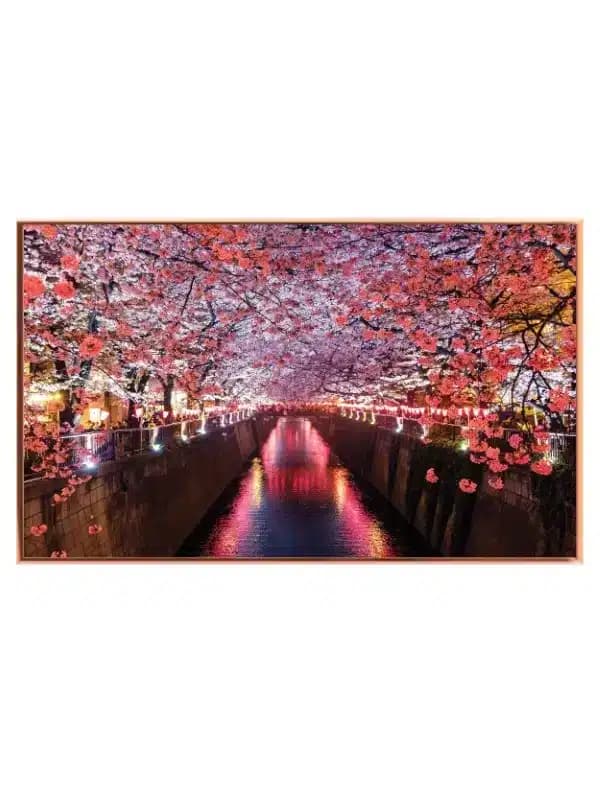 Kirsebærblomster Over Oplyst Kanal