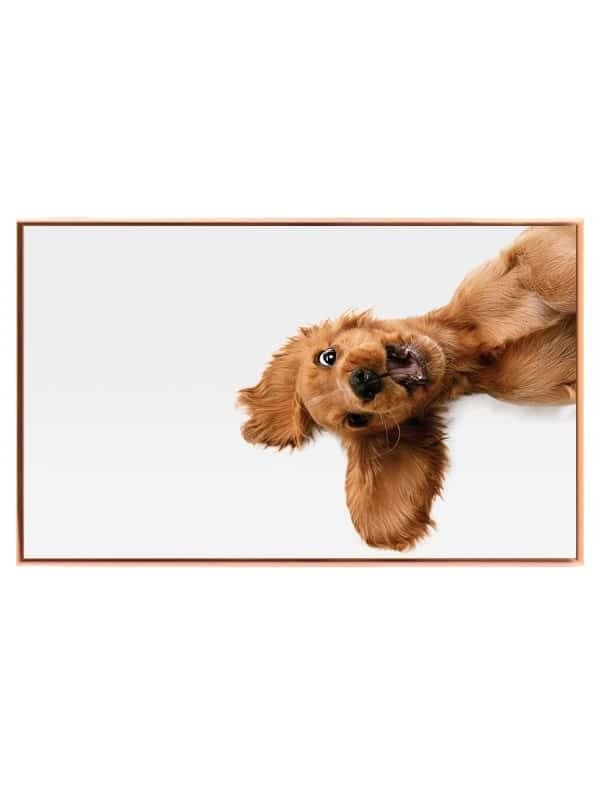 Golden Retriever Plakat