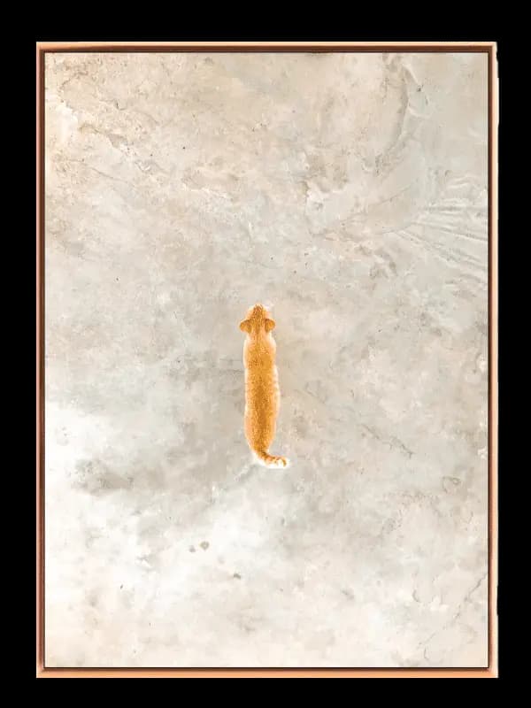 Curious Ginger Cat Plakat
