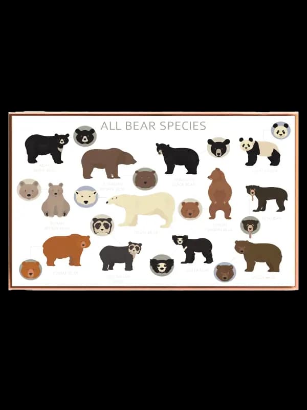 Curious Bear Species Guide Plakat