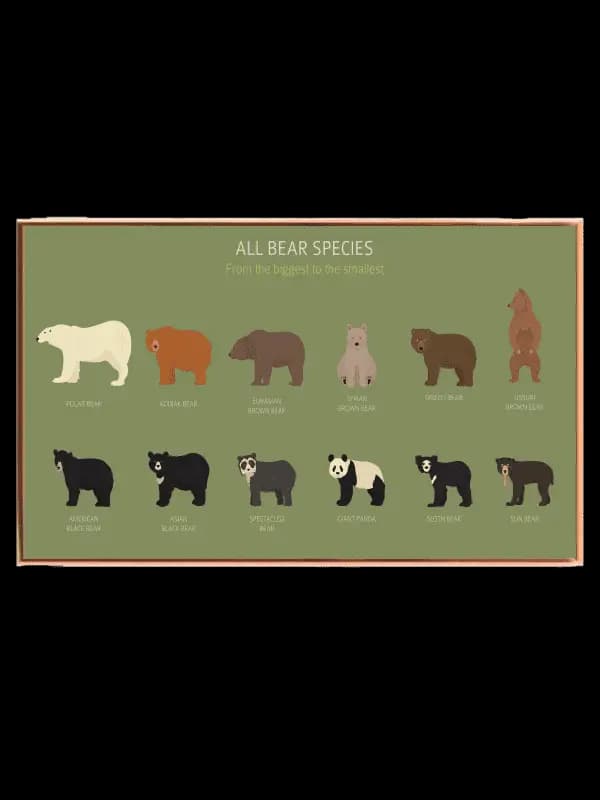 All Bear Species Guide Plakat