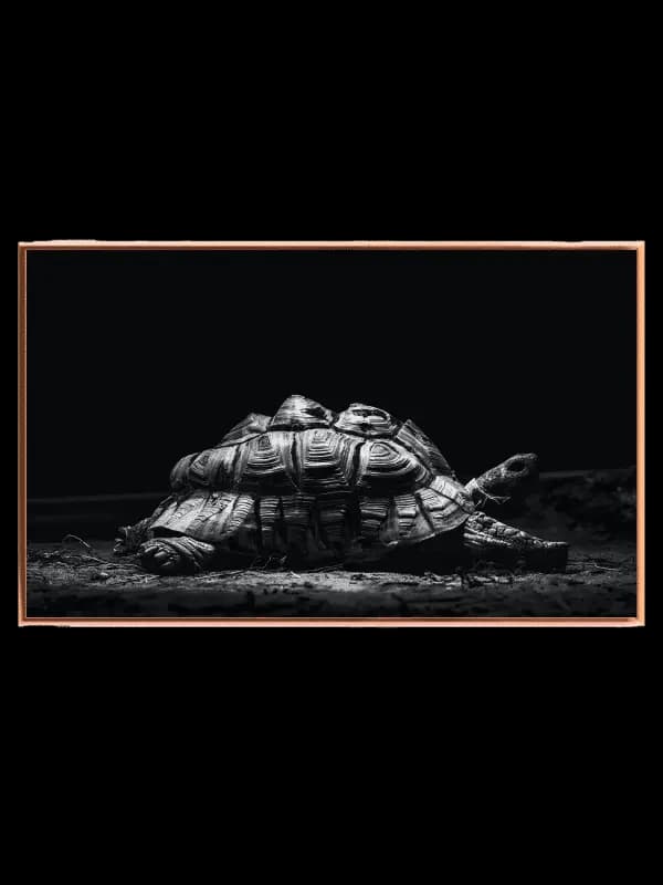 Curious Tortoise Adventure Plakat