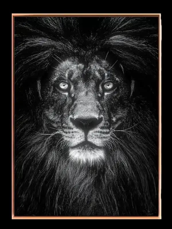 Black Lion Plakat
