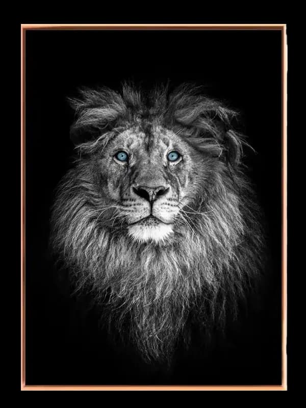 Lion With Blue Eyes Plakat