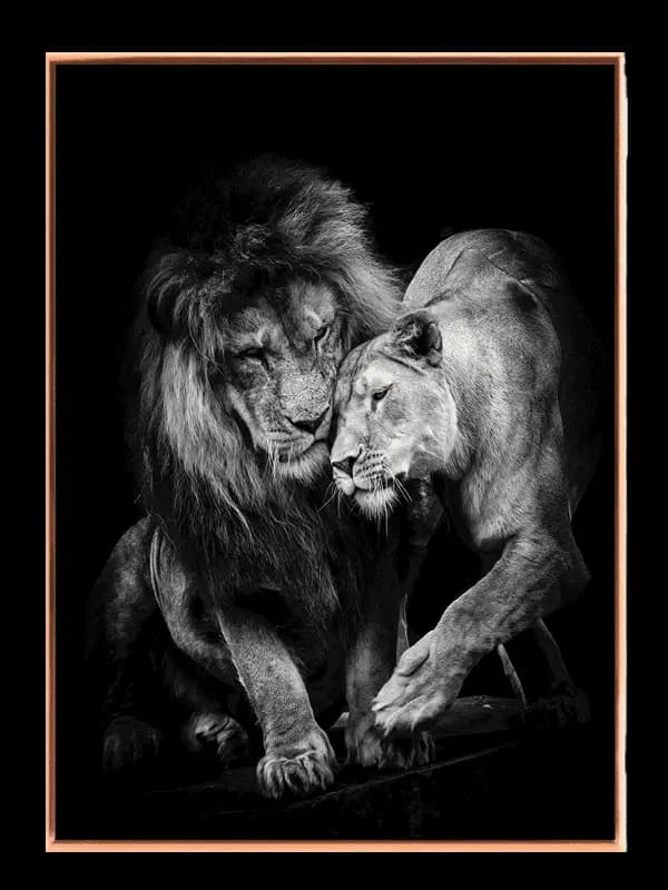 Lion Couple Plakat
