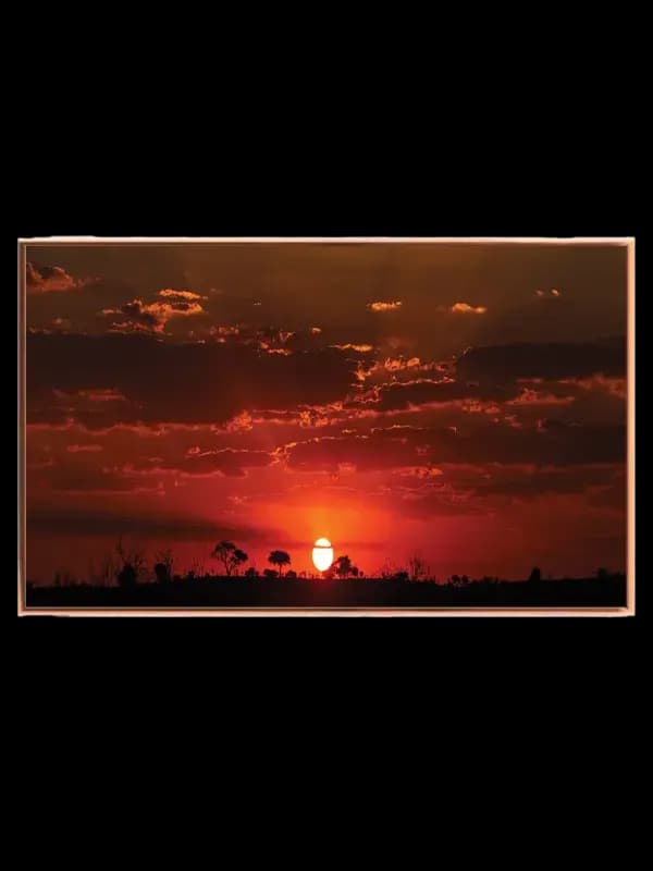Savanne Solnedgang Plakat