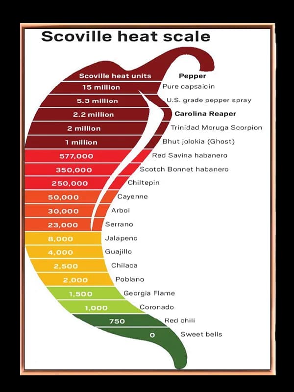 Chilipeberskalafarvegradient med typografiinfografiktekst linjer
