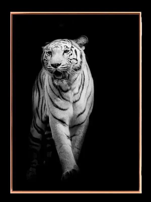 White Tiger Walk Plakat