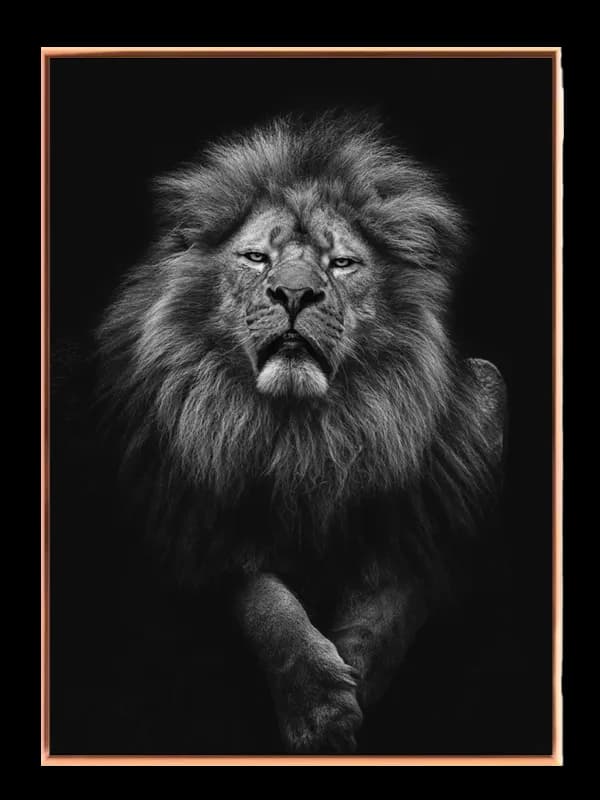 Lion Black Background Plakat
