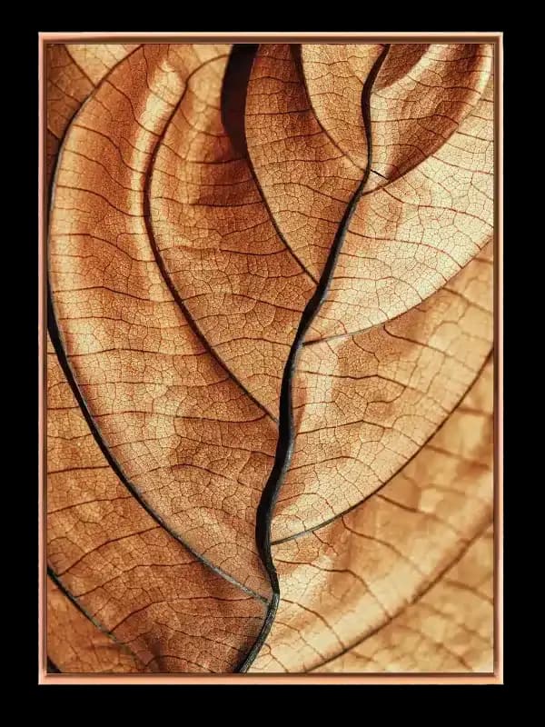 Tørret Bladstruktur Plakat