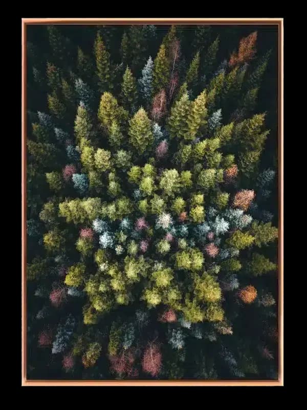 Efterårsskoven Set Oppefra Plakat