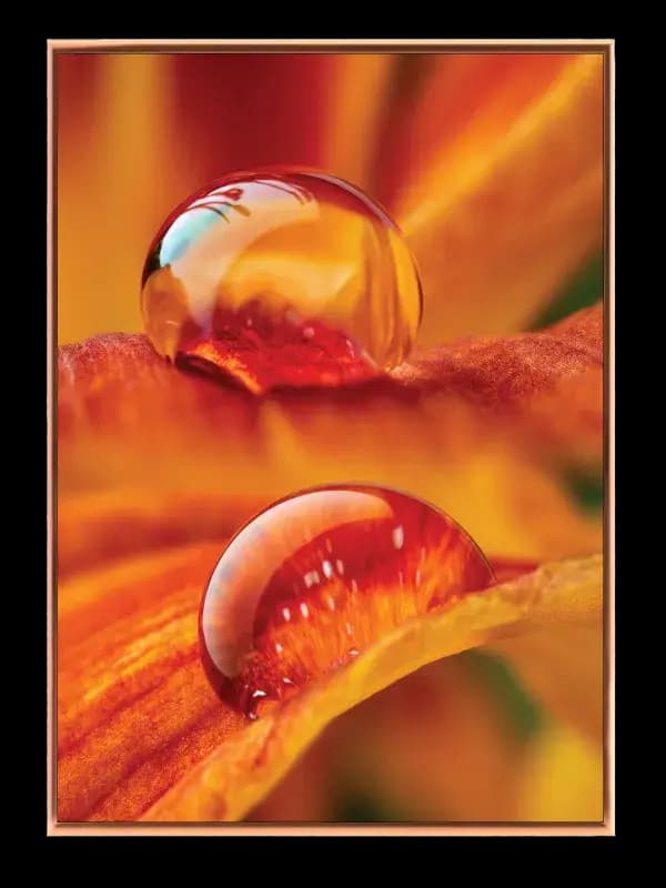 Vanddråber på Orange Blomst Plakat